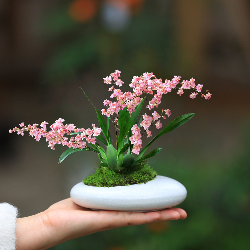 梦香兰冬季开花室内盆栽室内兰花绿植文心兰带花苞花卉新年装饰