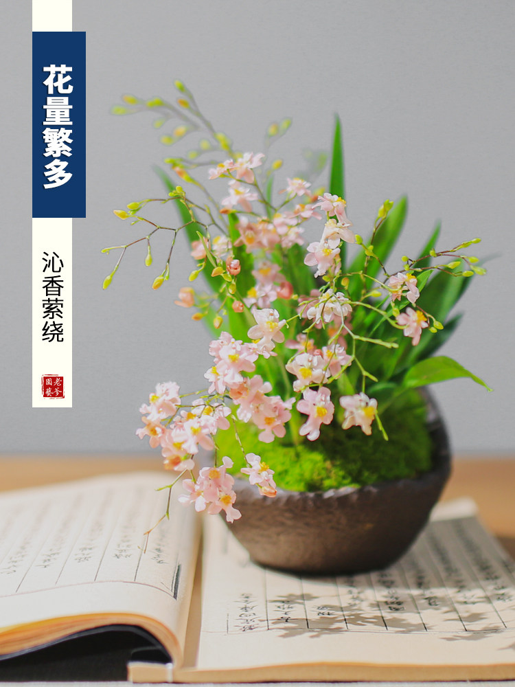 ONCIDIUM 화분 수경 식물 MENGXIANGLAN 실내 꽃 데스크탑 화분 가을과 겨울에 꽃이 피는 녹색 식물을 키우기에 좋습니다