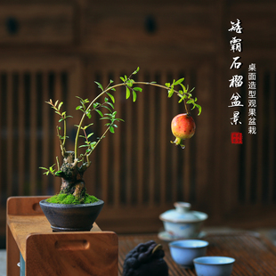 矮霸石榴老桩盆景室内植物客厅旺宅绿植茶室书桌办公室迷你盆栽