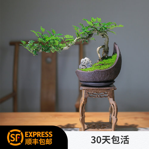 清香木胡椒木老桩造型盆景夏天驱蚊植物K四季净化空气办公室绿植