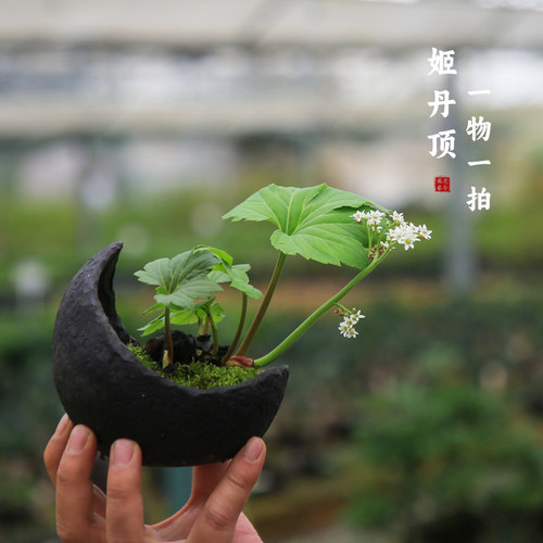 姬丹顶老桩盆景一物一拍禅意盆栽室内造型植物茶桌桌面绿植茶室