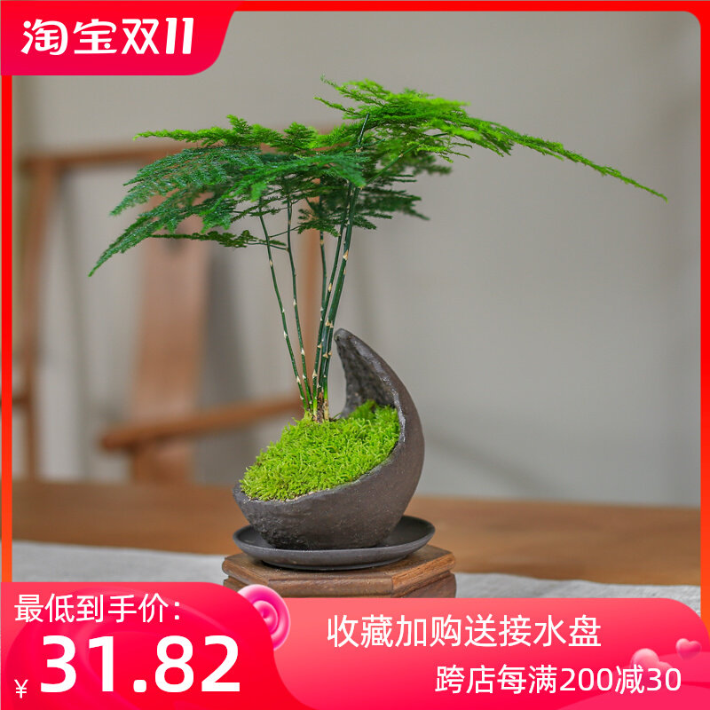 文竹盆栽盆景室内茶几办公室客厅禅意小型绿植观叶四季常青好养