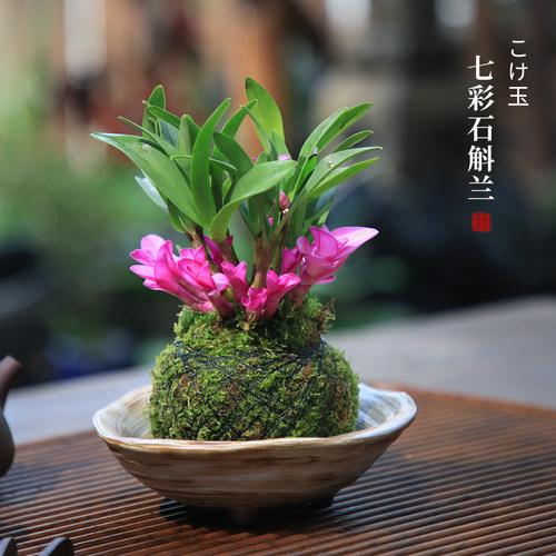 七彩香水石斛兰苔藓球盆栽