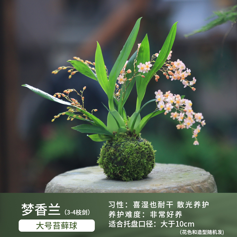 水培苔藓球内门竹植物室内办公室桌面喜阴好养迷你盆栽苔玉发财树