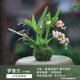 水培苔藓球内门竹植物室内办公室桌面喜阴好养迷你盆栽苔玉发财树