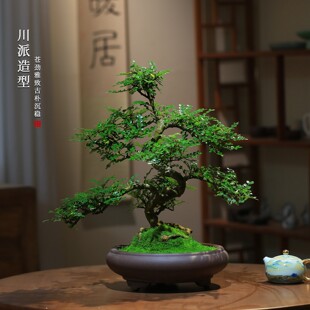 清香胡椒木盆栽花卉室内驱蚊草植物树苗老桩盆景办公室绿植造型