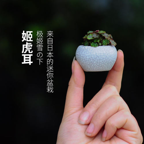 迷你绿植盆栽日本山野草