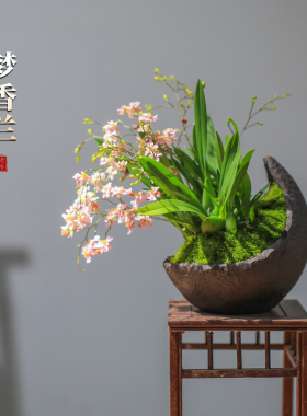 文心兰花盆栽带花苞花卉植物室内花迷你办公桌面小盆景梦香兰绿植