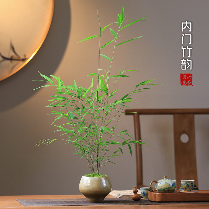好养易活四季常青内门竹盆栽