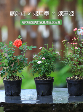 迷你微月季姬月季日本姬乙女开室内花盆栽阳台桌面绿植花卉带花苞