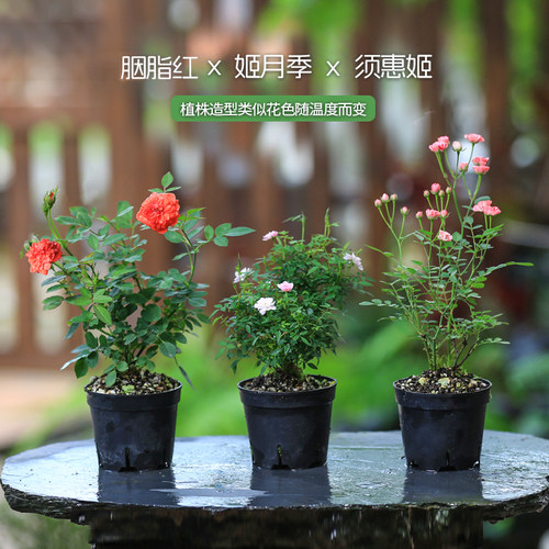 微型桌面月季重瓣香型