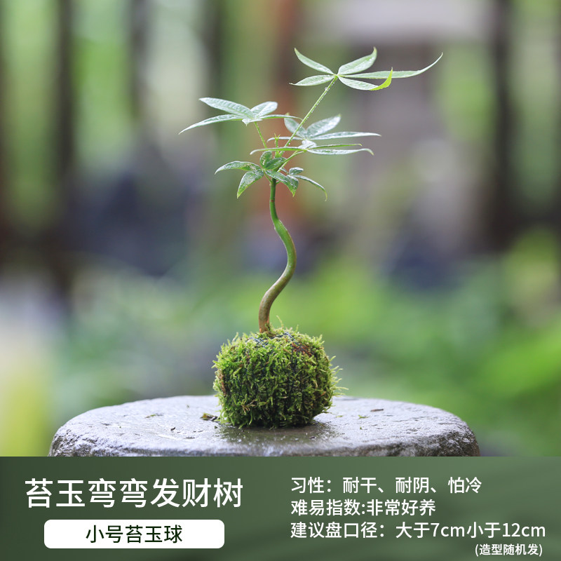 水培苔藓球内门竹植物室内办公室桌面喜阴好养迷你盆栽苔玉发财树