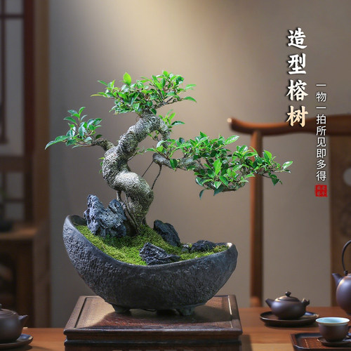榕树盆栽一物一拍老桩绿植
