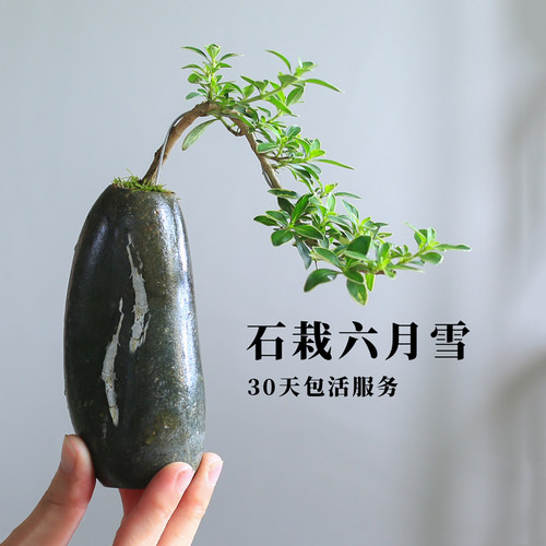 创意石开花植物四季微景观六月雪