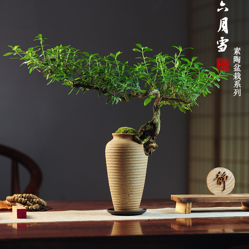 六月雪真盆景室内悬崖式植物造型摆件中式茶室阳台绿植花卉盆栽