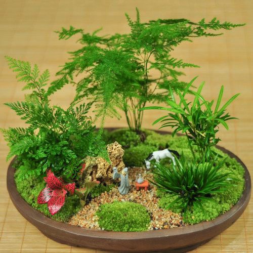 桌面盆栽禅意文竹DIY盆景