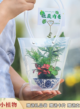 苔玉水培植物桌面狼尾蕨网纹草蕨类植物耐阴办公室桌面窗台小绿植