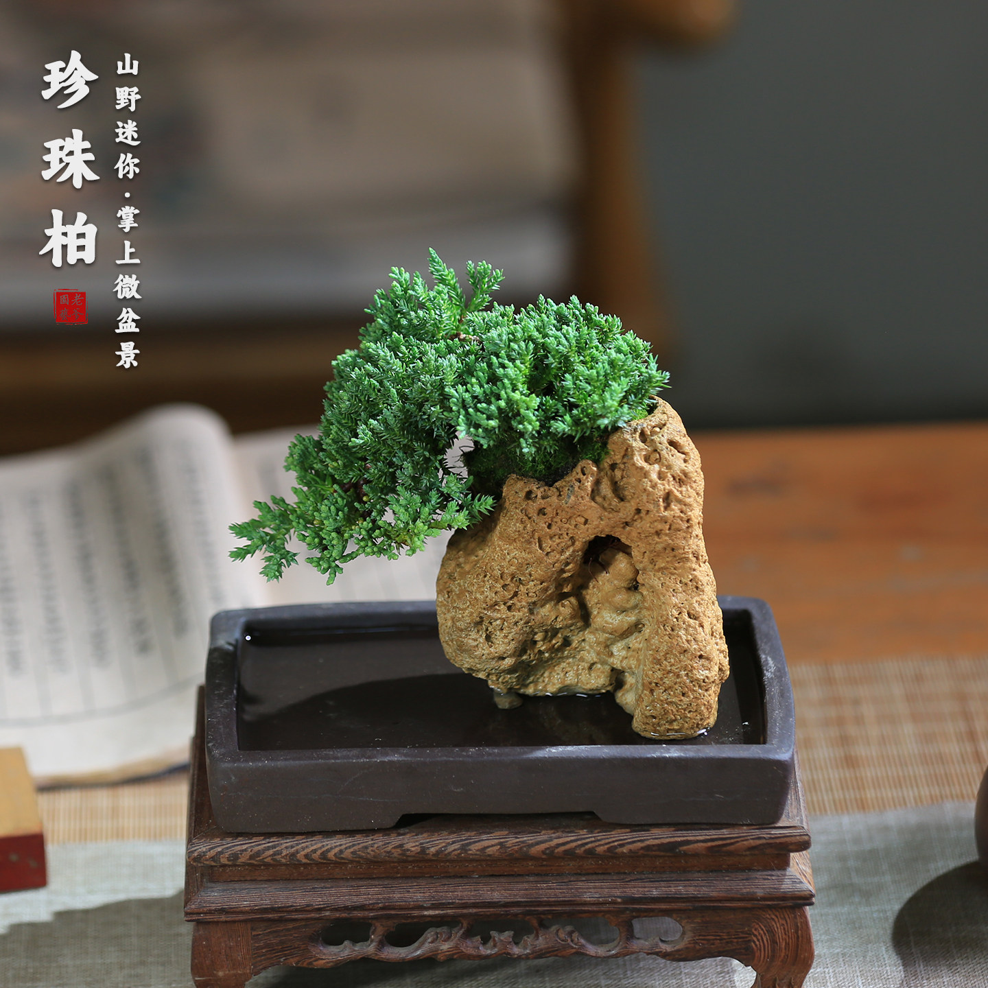 珍珠柏吸水石盆景新手易养
