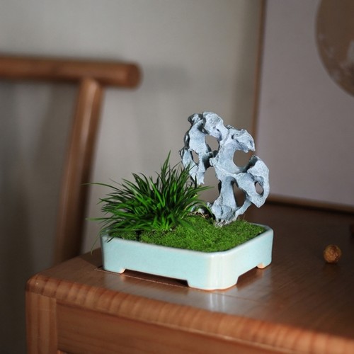 狼尾蕨创意假山小盆栽菖蒲盆景