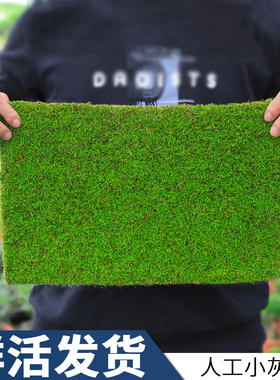 青苔绿植鲜活微景观人工假山造景小灰雨林缸盆景创意造景苔藓植物