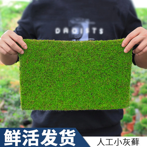 苔藓植物鲜活包邮雨林缸造景