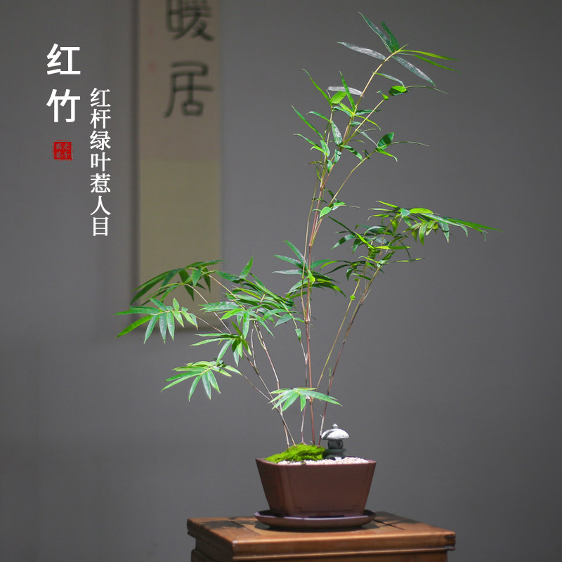 红竹盆栽红观音竹中式禅意绿植室内办公室好养书房矮化竹子盆景