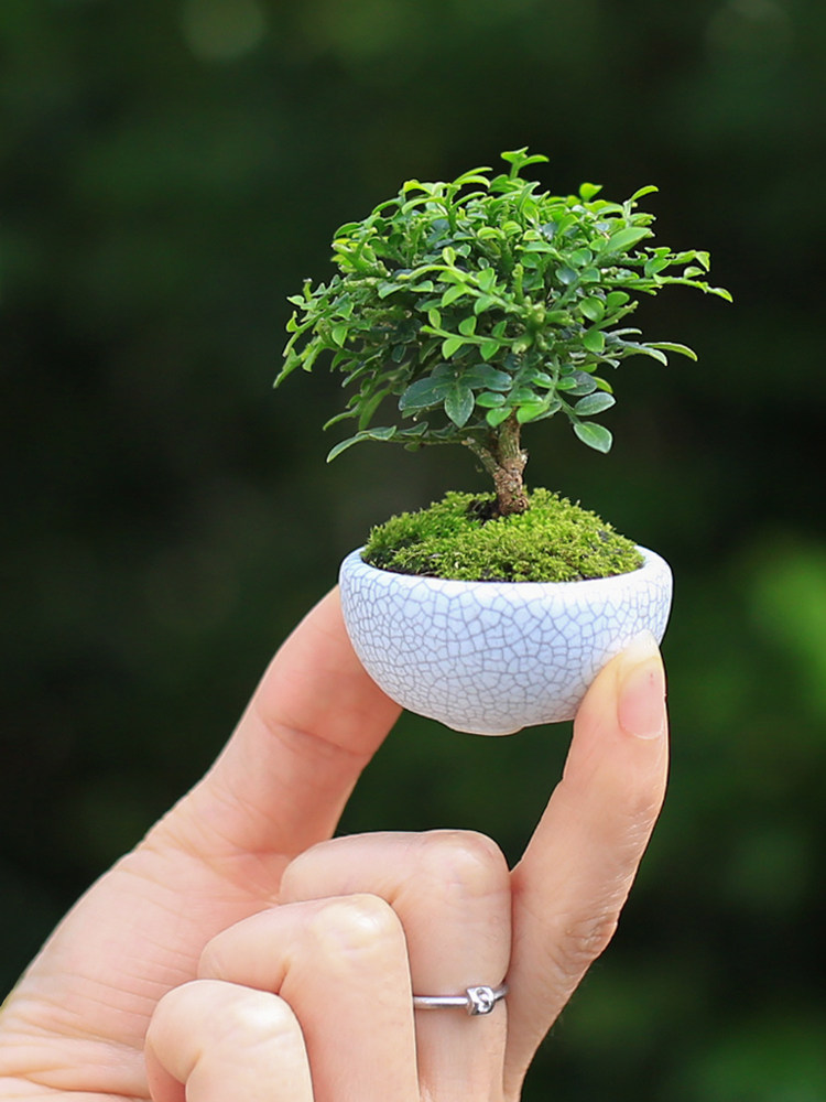 达摩小叶九里香盆景迷你绿植办公桌摆件好养微景观摆件拇指小盆栽