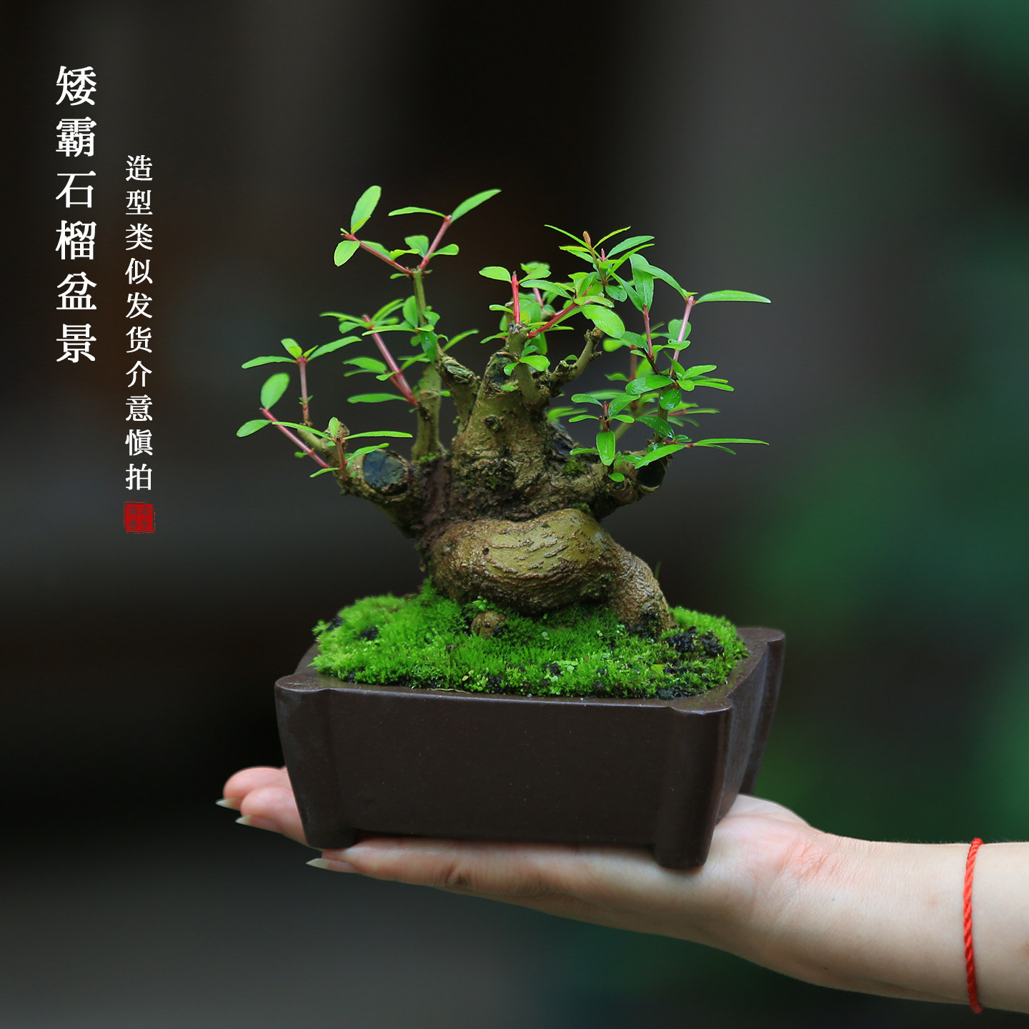 矮霸石榴一物一拍老桩盆景室内植物旺宅绿植茶室书桌迷你盆栽摆件