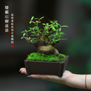矮霸石榴一物一拍老桩盆景室内植物旺宅绿植茶室书桌迷你盆栽摆件