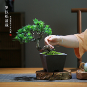 精品矮霸造型罗汉松盆景一物一拍绿植盆栽桌面室内茶室禅意植物