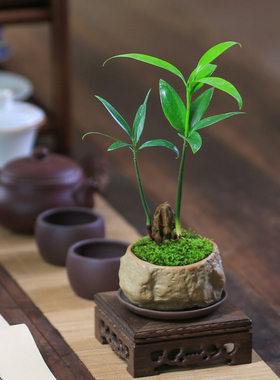 竹柏盆景迷你小盆栽驱蚊好养植物花卉办公室内桌面禅意绿植微景观