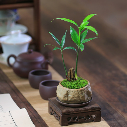 竹柏松好养盆栽绿植办公室植物