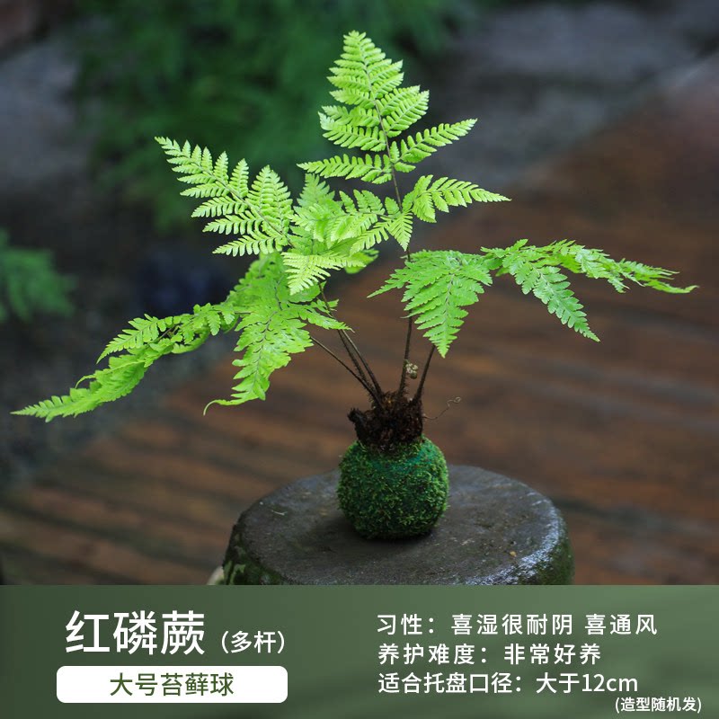 水培苔藓球内门竹植物室内办公室桌面喜阴好养迷你盆栽苔玉发财树