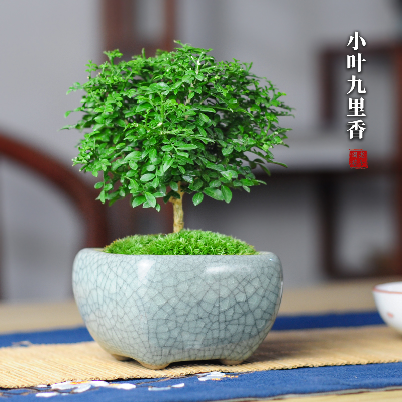 达摩小叶九里香迷你小盆栽植物办公室内桌面绿植四季花卉微型盆景