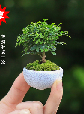 达摩九里香盆景迷你小盆栽办公桌摆件室内好养微景观茶几摆件绿植