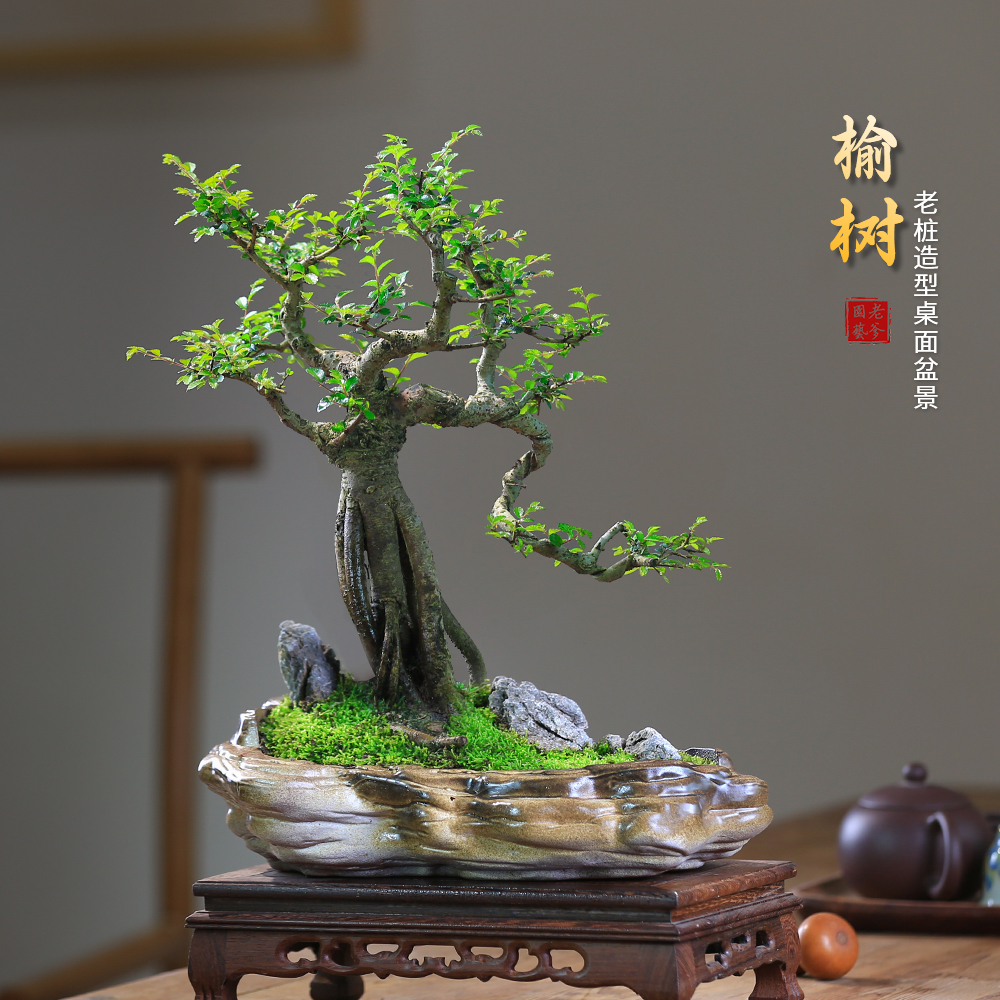 提根榆树造型好养客厅桌面绿植