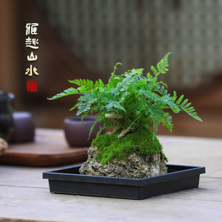 附石狼尾蕨菖蒲山石室内桌面盆栽苔藓微景观水培植物吸水石绿植