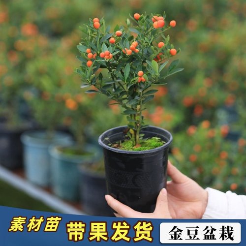 金豆带果小盆栽观果小橘子