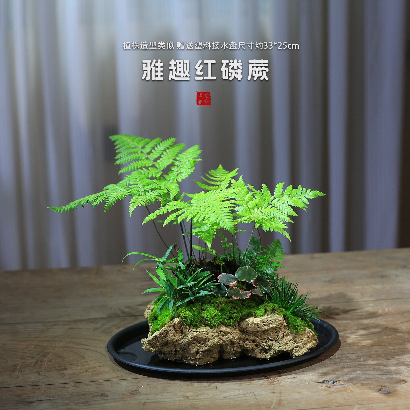 吸水石盆景红磷蕨类微景观桌面绿植假山植物净化空气新手懒人好养
