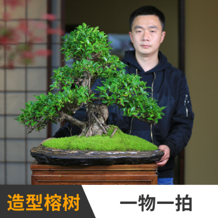 榕树盆景老桩造型盆栽高档观赏绿植客厅庭院观叶植物一物一拍好养