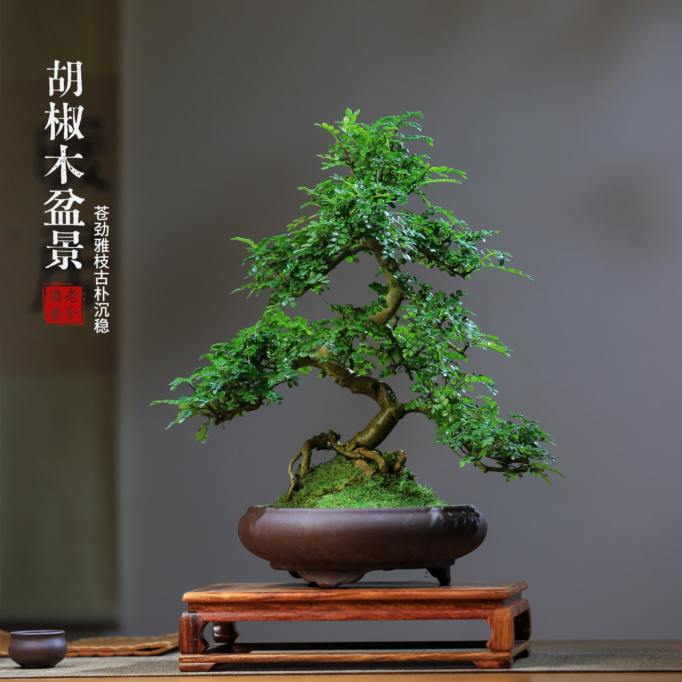 胡椒木造型盆景四季常青禅意盆栽