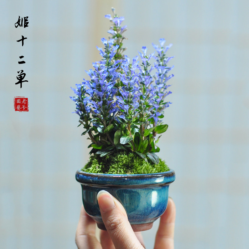 姬十二单日本山野草筋骨草巧克力片绿植花卉盆栽盆景迷你室内书房