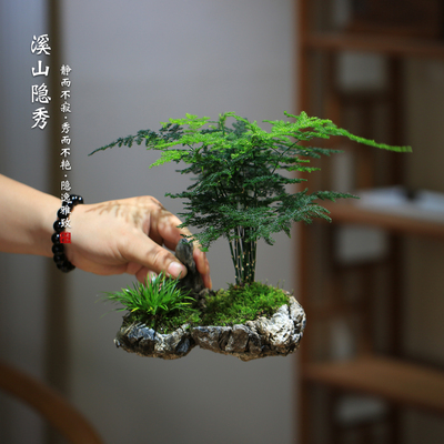 附石菖蒲水培文竹盆栽桌面摆件