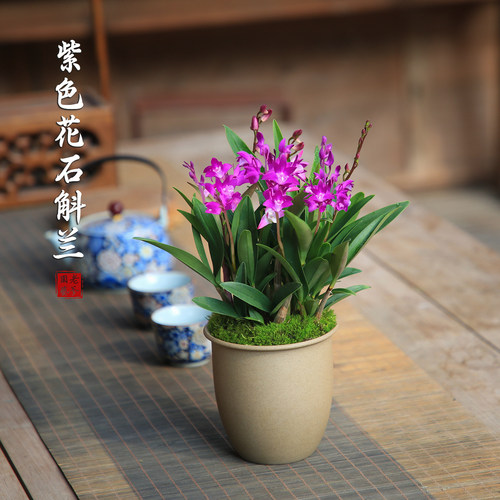 石斛兰盆栽带花苞兰花苗室内花卉