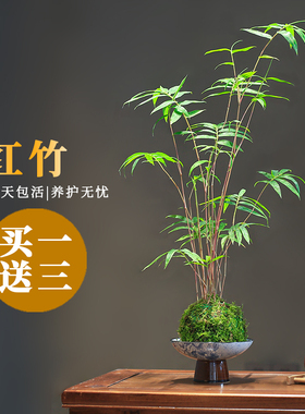 红竹红观音竹苔藓球水培植物米竹室内竹子盆栽桌面盆景客厅绿植