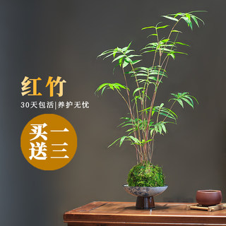 红竹红观音竹苔藓球水培带根室内植物竹子苗盆栽桌面盆景客厅绿植