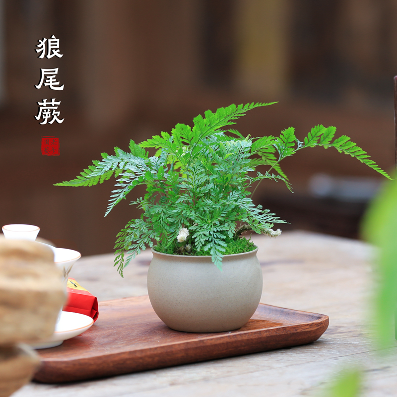 狼尾蕨盆栽绿植蕨类室内