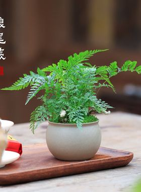 狼尾蕨盆栽绿植蕨类室内桌面客厅花卉耐阴植物净化空气四季好养