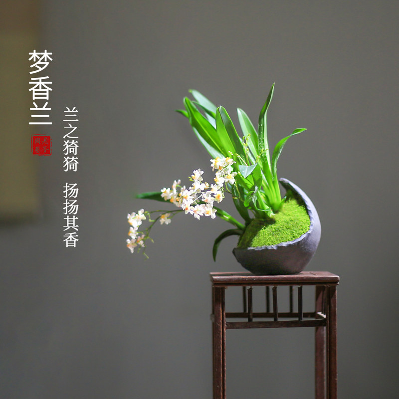 文心兰梦香兰小兰花苗好养易活的绿植花卉盆栽客厅花卉植物室内花