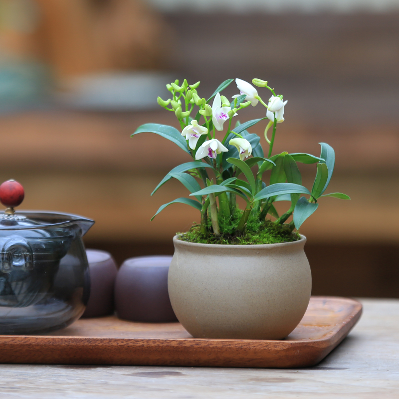 观赏石斛花似月牙小兰花盆栽